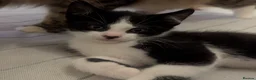 Mixed Breed cats for sale: Mixed kittens grey black and white in Northwich - Advert 5