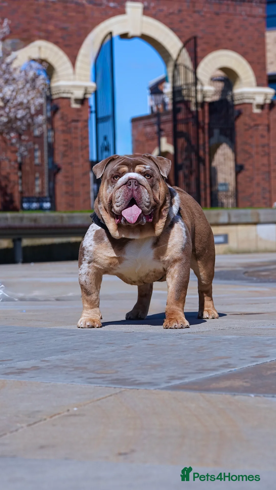 English Bulldog dogs for stud: DUFFABULLS MAUI - lilac tweed Merle w cherry tan - Advert 4