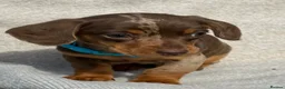 Miniature Dachshund dogs for sale: Miniature dachshund puppies  in Carmarthen - Advert 6