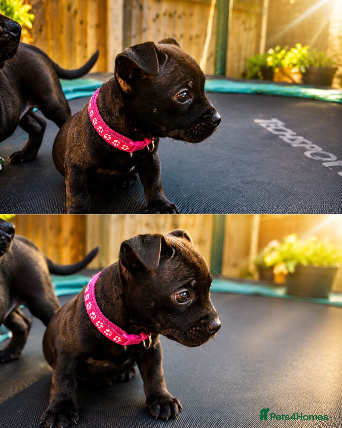 Staffordshire Bull Terrier dogs Kc reg Staffordshire bull terrier pups  - Advert 2