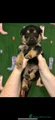 Mixed Breed Puppy 6