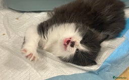 Mixed Breed cats for sale: Ready to go 1 Black and white girl left - Image 11