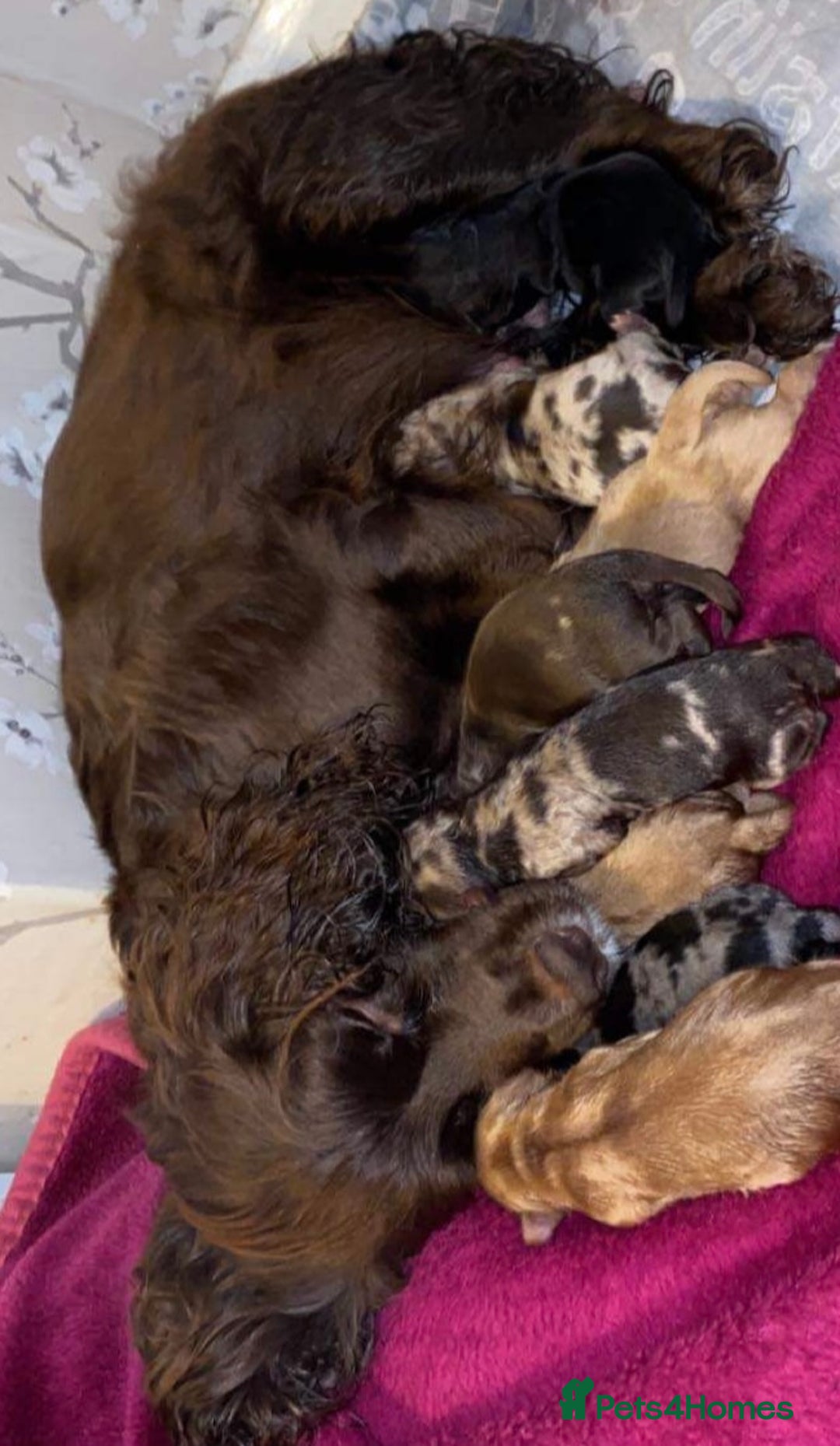 Poodle dogs for stud: Stunning Well Proven Miniature Merle Poodle in Newcastle - Advert 15