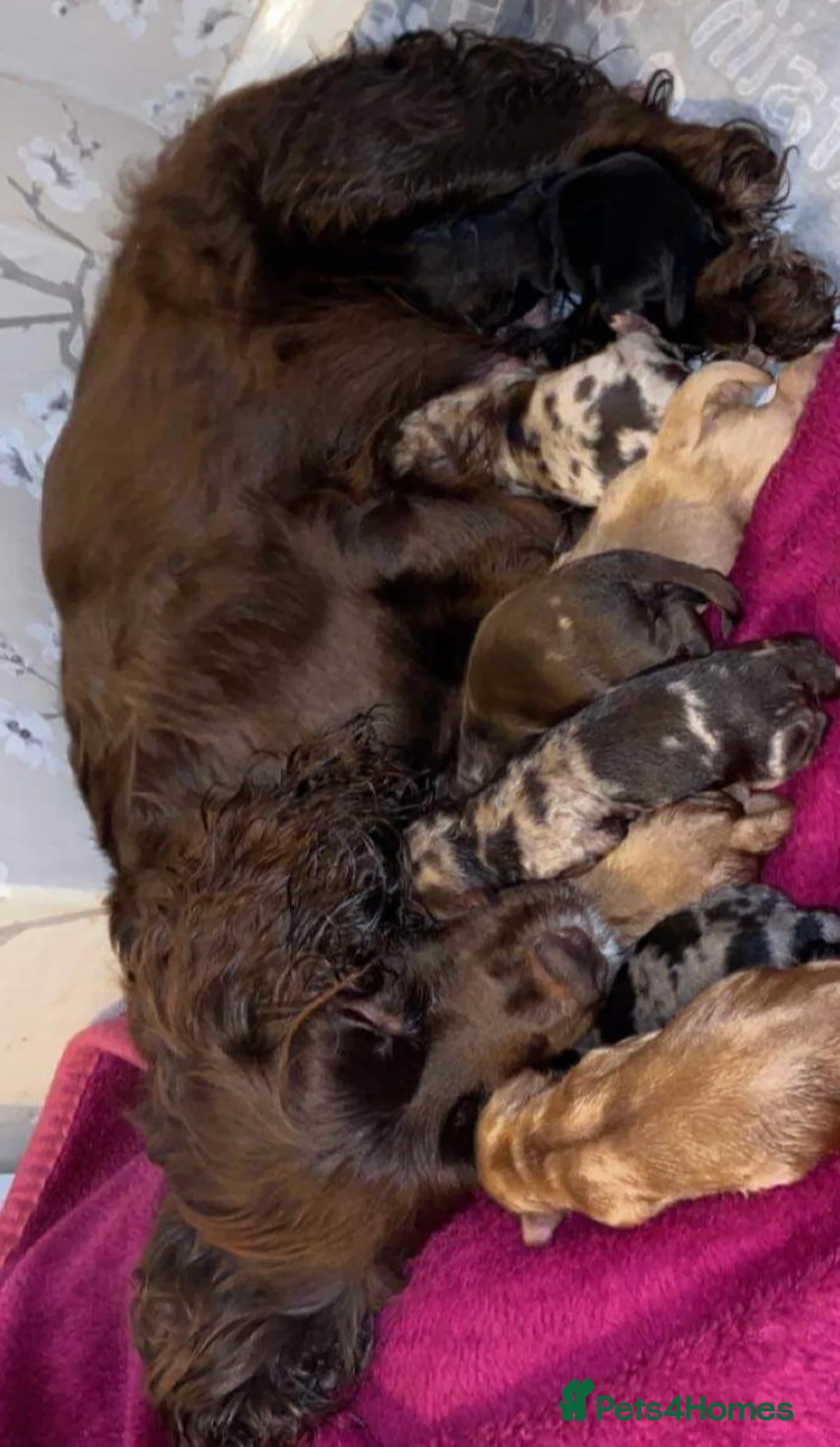 Poodle dogs for stud: Stunning Well Proven Miniature Merle Poodle in Newcastle - Advert 15