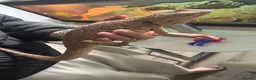 Bearded Dragon reptiles for sale: Friendly & tame bearded dragon  - Advert 4