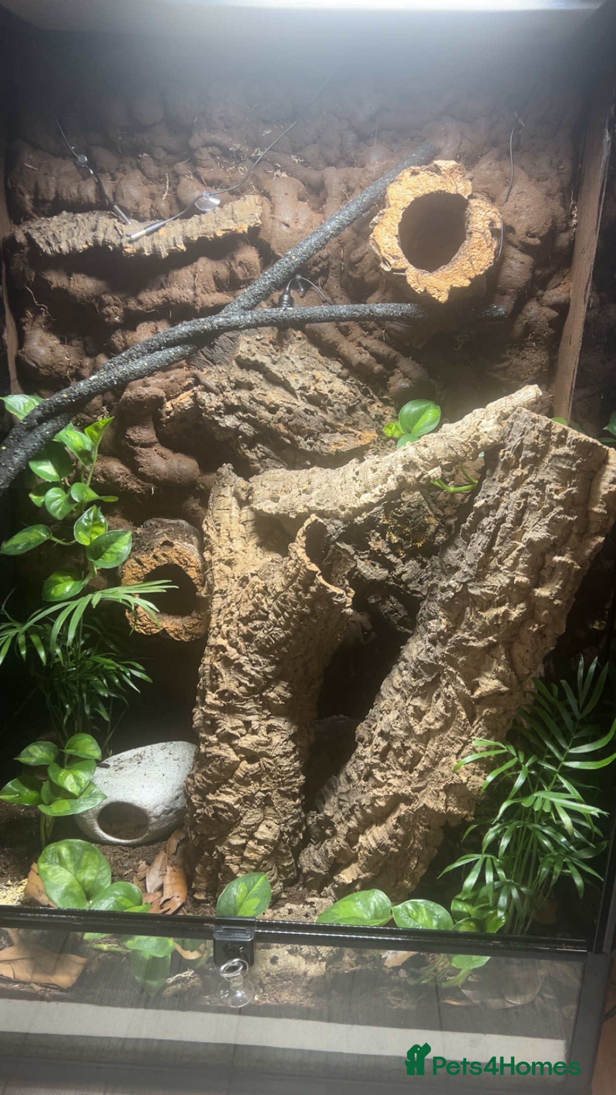 Gecko reptiles Male crested gecko - Advert 13