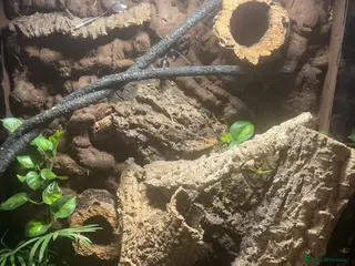 Gecko reptiles Male crested gecko - Advert 13