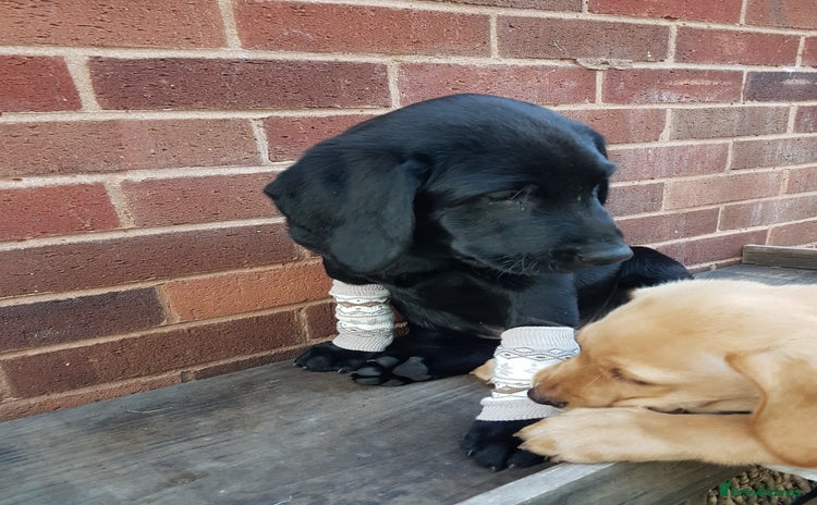 Labrador Retriever dogs - Advert 1