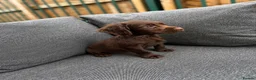 Cocker Spaniel dogs for sale: working cocker spaniels  - Advert 3