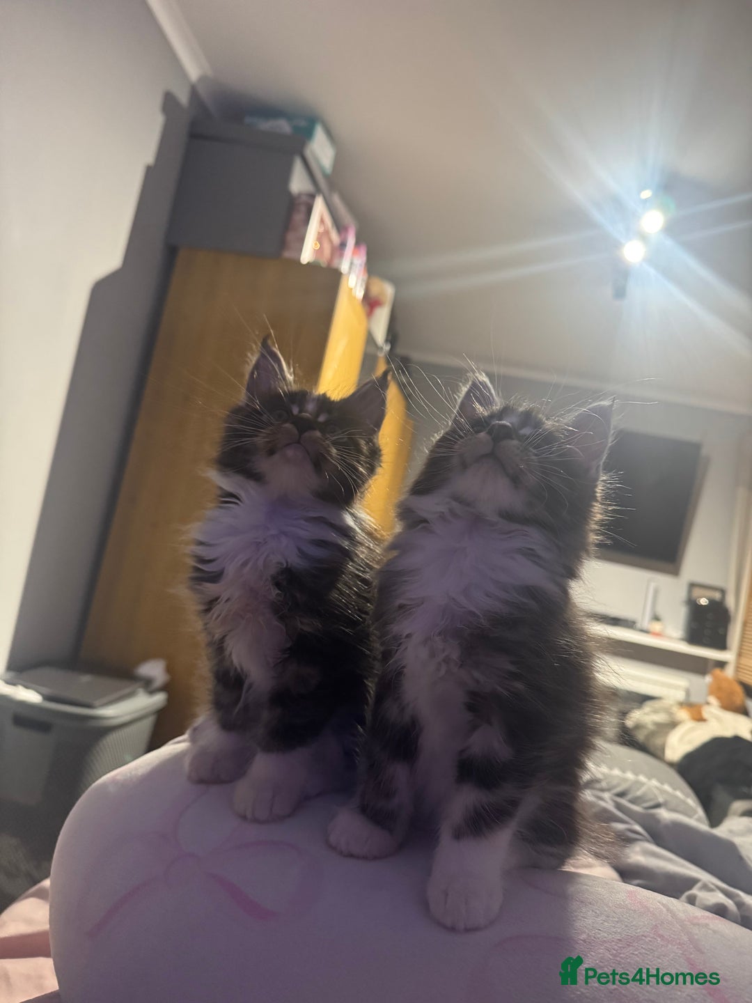 Maine Coon cats for sale: Full Maine Coon for sale - Advert 9