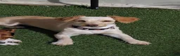 Mixed Breed dogs for sale: Pippa 1yrs cockapoochi - Advert 1
