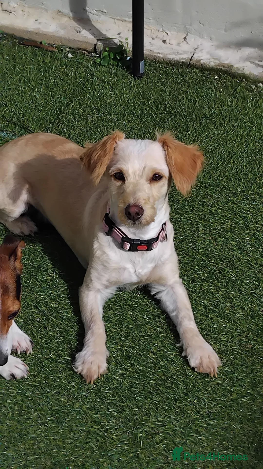 Mixed Breed dogs for sale: Pippa 1yrs cockapoochi - Advert 1