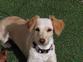 Mixed Breed dogs Pippa 1yrs cockapoochi - Advert 1