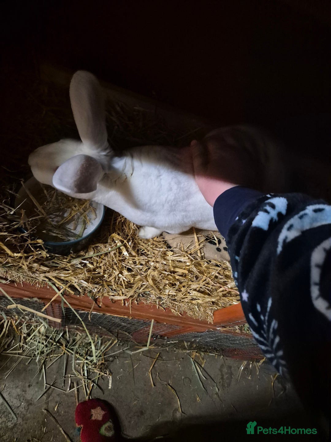 Rex rabbits for sale: REW Standard Rex Buck - Advert 6