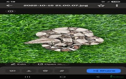 Boa Snake reptiles for sale: Brother and sister with tanks  - Advert 7