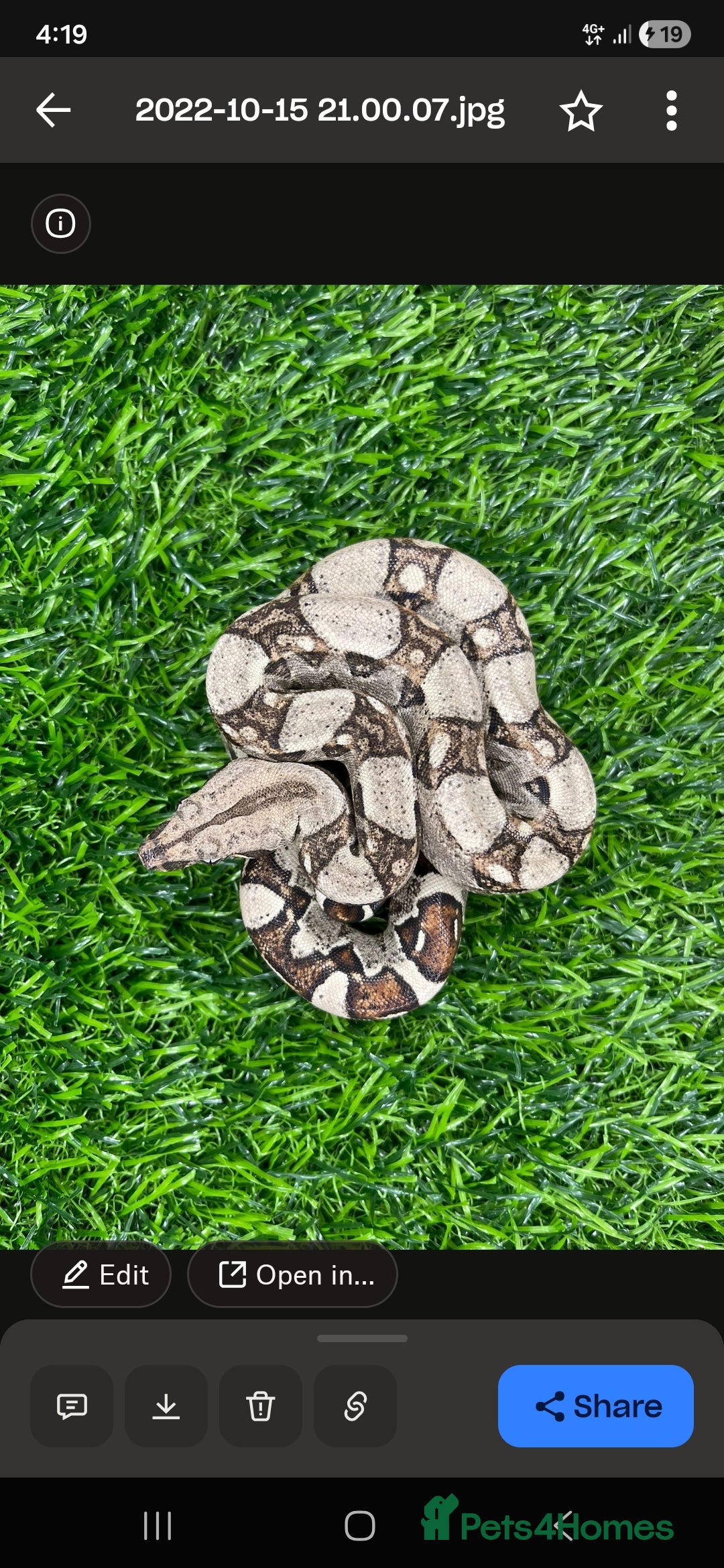 Boa Snake reptiles for sale: Brother and sister with tanks  - Advert 7