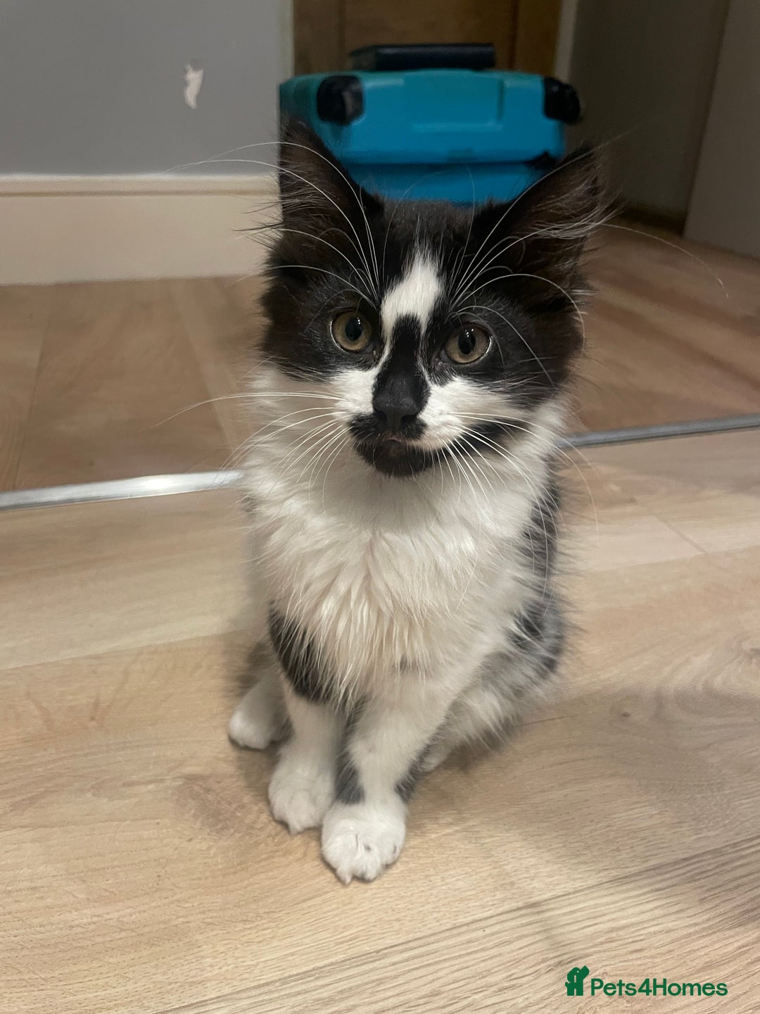Mixed Breed cats for sale: Super friendly mixed kitten for sale. - Image 1