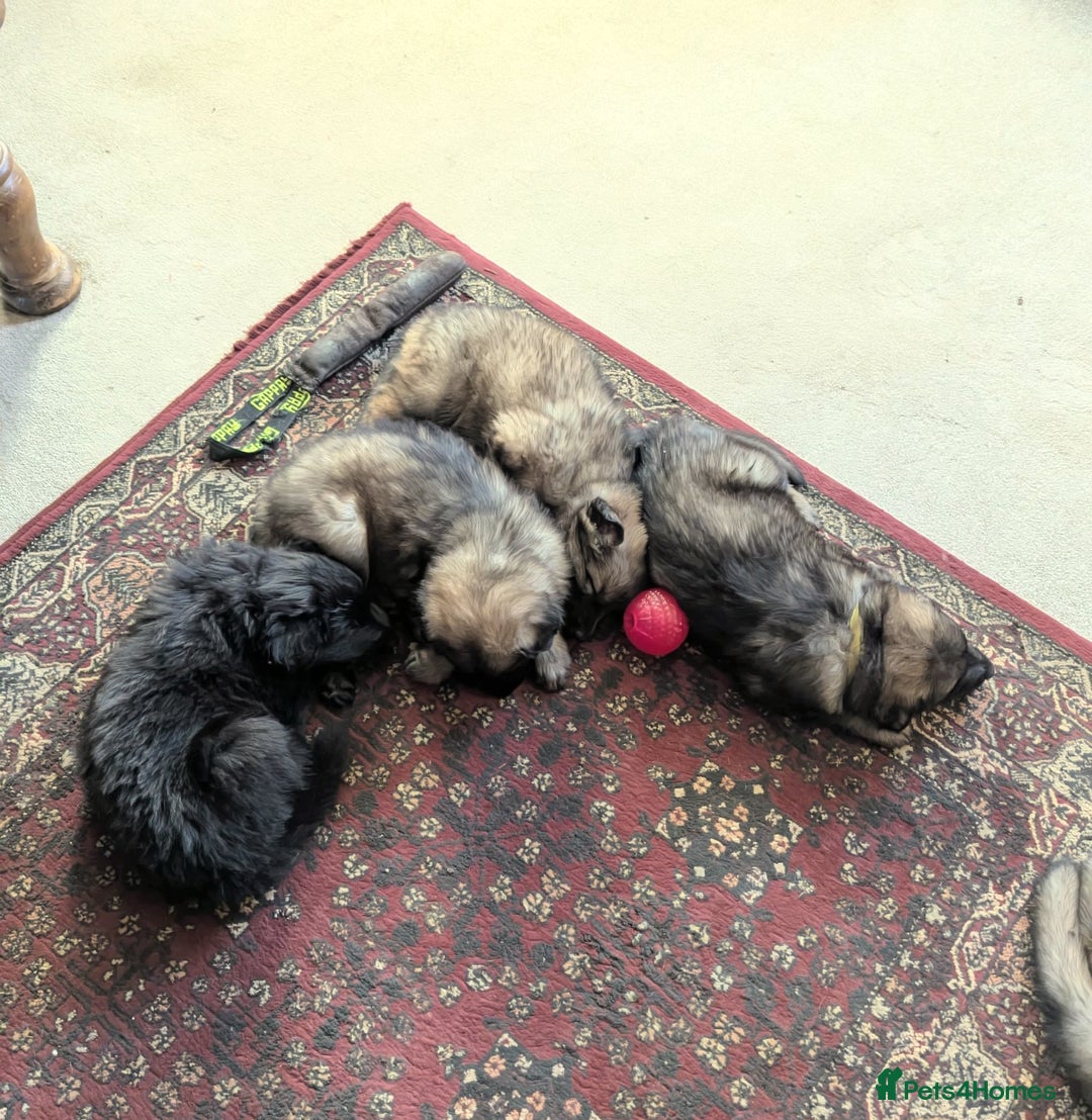 German Shepherd dogs for sale: Exceptional KC Health tested L/C Puppies  - Advert 8
