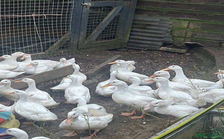 Ducks poultry - Advert 1