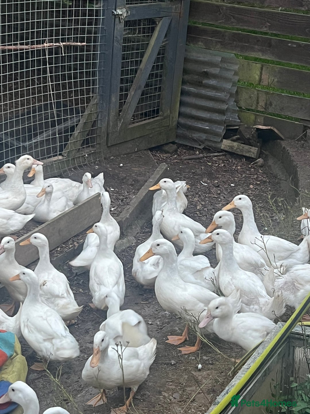 Ducks poultry for sale: Cherry Valley Ducks  - Image 1