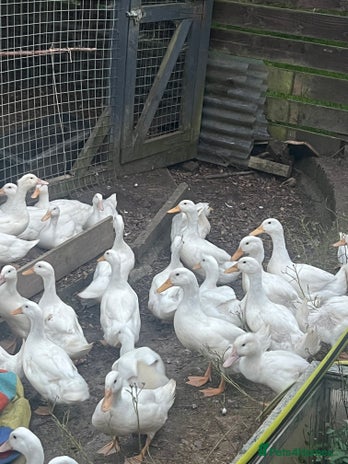 Ducks poultry - Advert 2