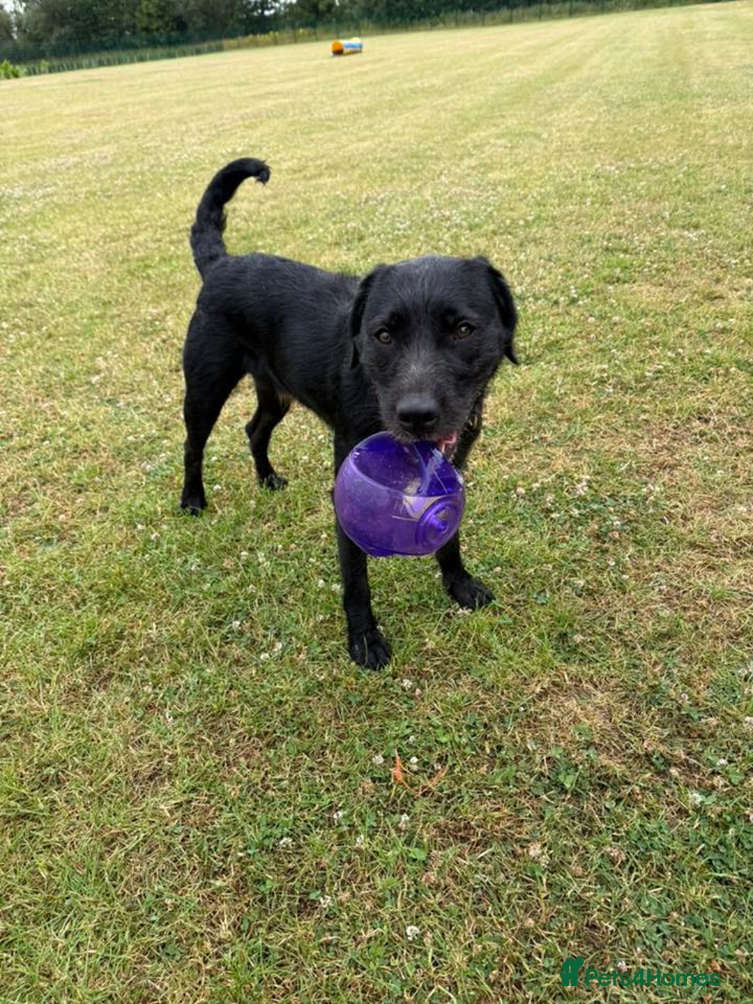 Mixed Breed dogs for adoption: 💙SCOUT- 16 month Lab cross fading in kennels💙 - Advert 4