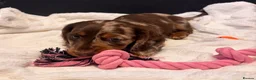Miniature Dachshund dogs for sale: Miniature dachshund puppies - Advert 6