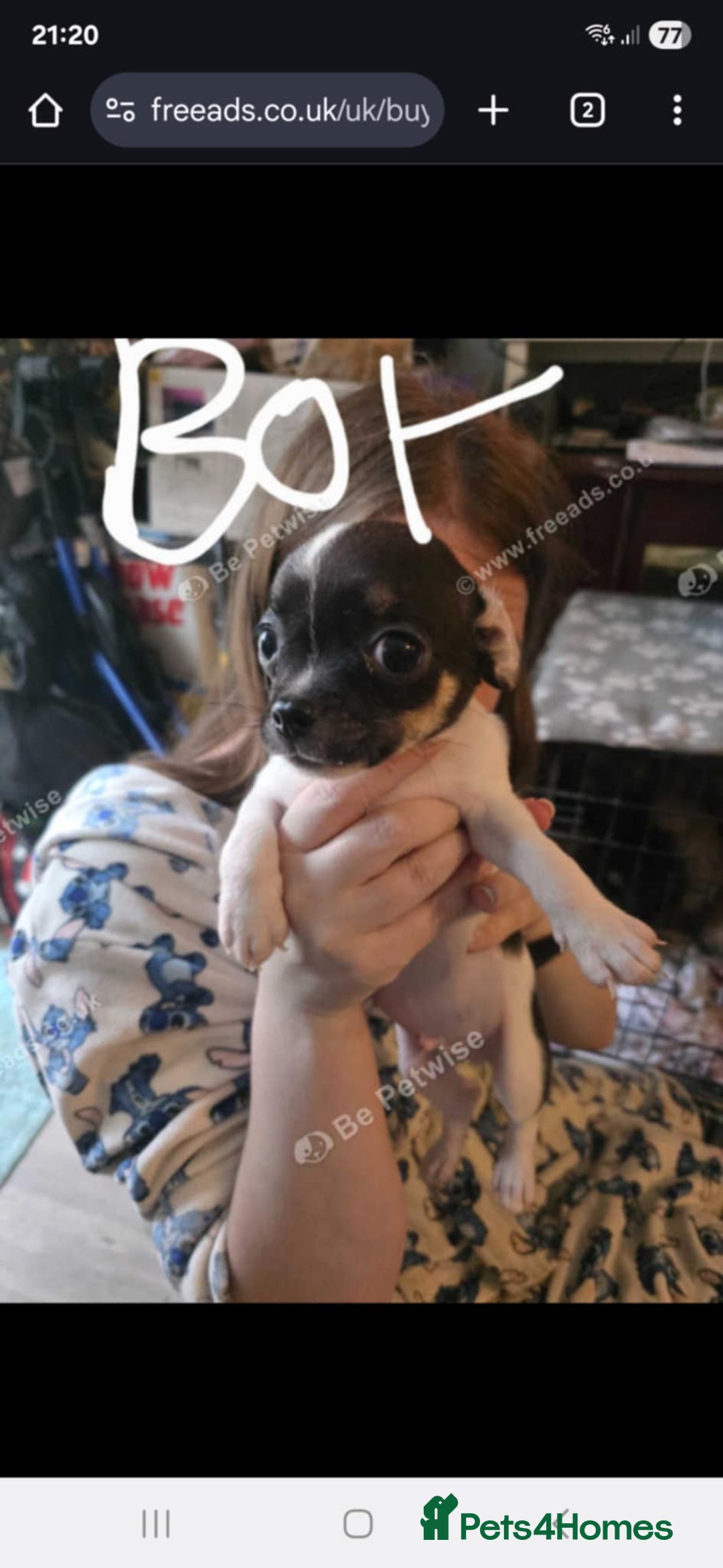 Chihuahua dogs for sale: chihuahua Pups (2months)  - Image 1