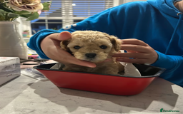Toy Poodle dogs for sale: Beautiful KC Toy Poodle Puppies Ready Now in Belfast - Image 4