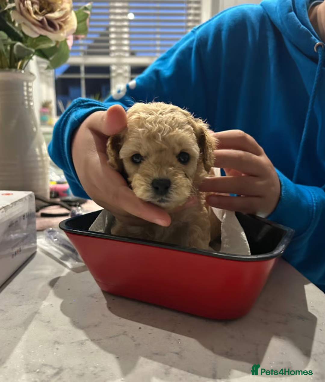 Toy Poodle dogs for sale: Beautiful KC Toy Poodle Puppies Ready Now in Belfast - Image 4