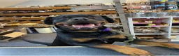 Rottweiler dogs for stud: 100% German bloodline Champion in Hebburn - Advert 5