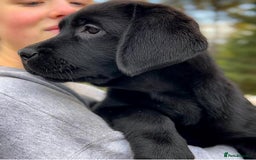Labrador Retriever dogs for sale: stunning litter of KC registered Labrador - Image 2