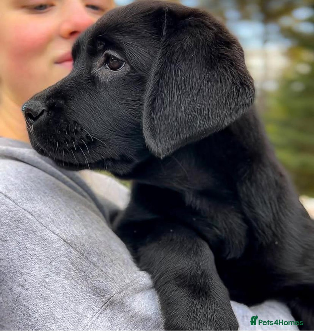 Labrador Retriever dogs for sale: stunning litter of KC registered Labrador - Image 2