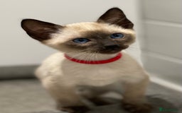 Siamese cats for sale: GCCF Registered Traditional Siamese Kittens  - Image 34