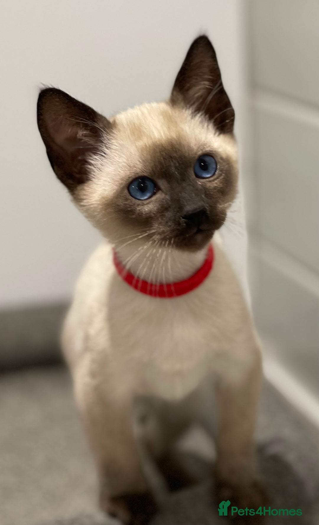 Siamese cats for sale: GCCF Registered Traditional Siamese Kittens  - Image 34