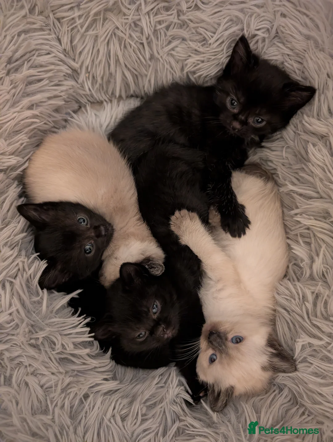 Ragdoll cats for sale: Ragdoll kittens  - Advert 3