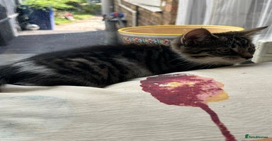 British Longhair cats - Advert 3