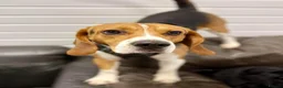 Beagle dogs for stud: Pablo The Beagle STUD - Advert 4
