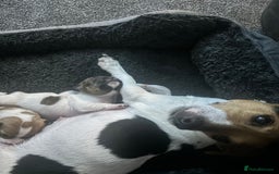 Jack Russell dogs for sale: Jack Russell pups - Image 5
