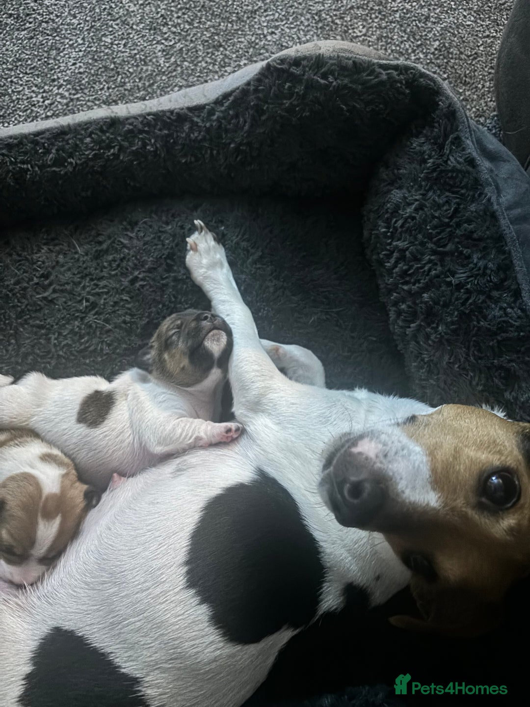 Jack Russell dogs for sale: Jack Russell pups - Image 5