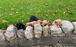 Cocker Spaniel dogs for sale: Cocker spaniel puppies  - Image 3