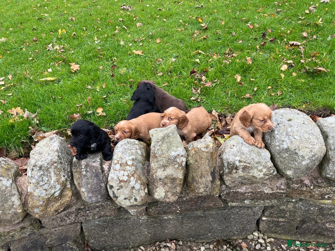 Cocker Spaniel dogs for sale: Cocker spaniel puppies  - Image 3