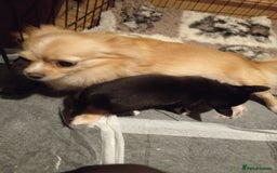 Chihuahua dogs for sale: Chihuahua boy puppy  - Advert 3