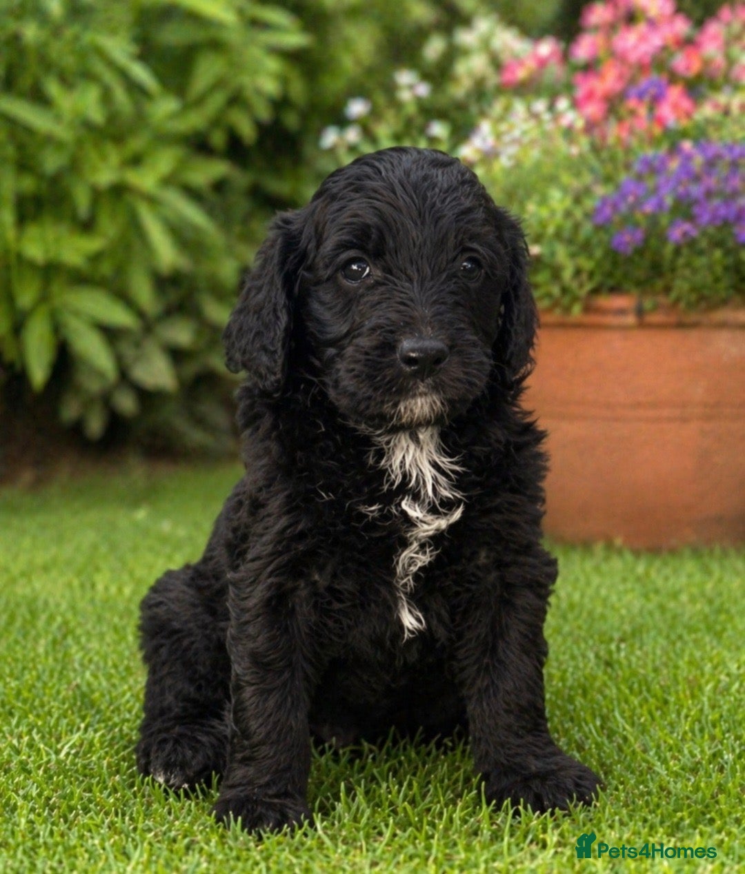 Goldendoodle dogs Beautiful miniature F1 Goldendoodle - Advert 2