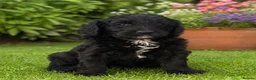 Goldendoodle dogs for sale: Beautiful miniature F1 Goldendoodle - Advert 22