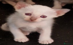 Burmese cats for sale: Birman cross kittens for sale - Image 1