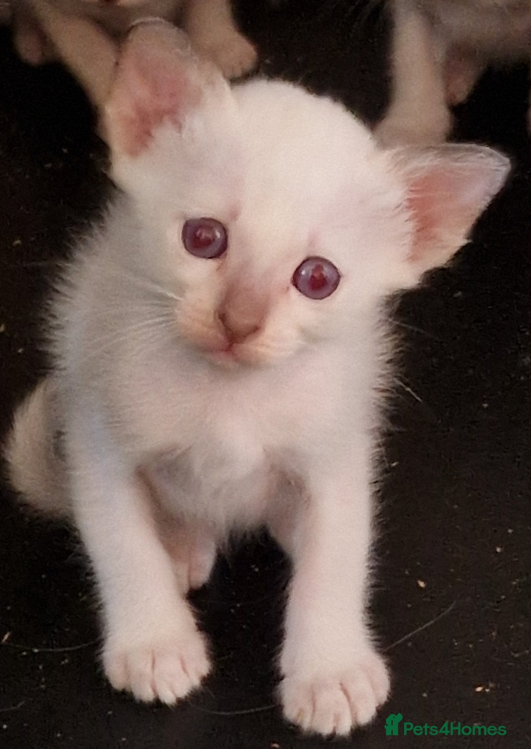 Burmese cats for sale: Birman cross kittens for sale - Image 1