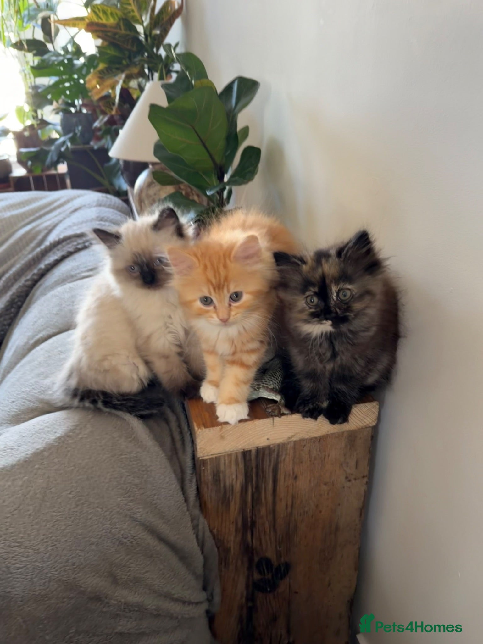 Mixed Breed cats Kittens for the best homes - Advert 1