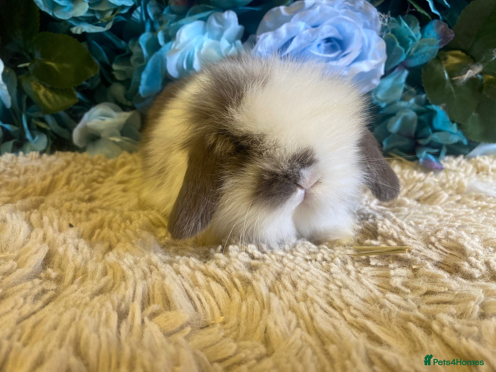 Mini Lop rabbits Mini lion lops - Advert 5