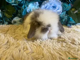 Mini Lop rabbits Mini lion lops - Advert 18